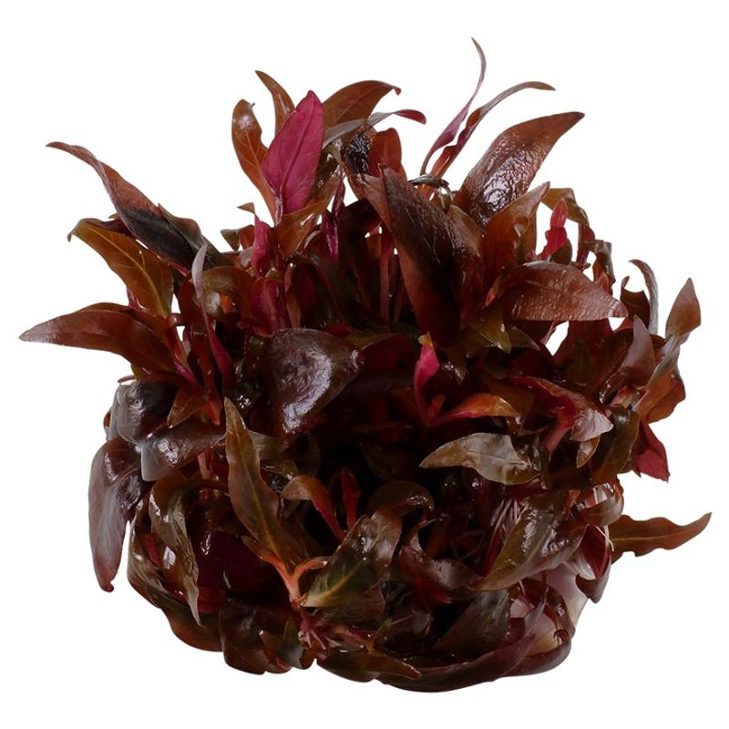 Alternanthera reineckii 'Mini' 1-2 Grow