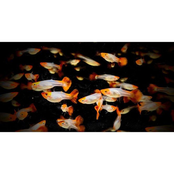 Hovedbilde Guppy Golden Koi Hunner 3-4,5cm
