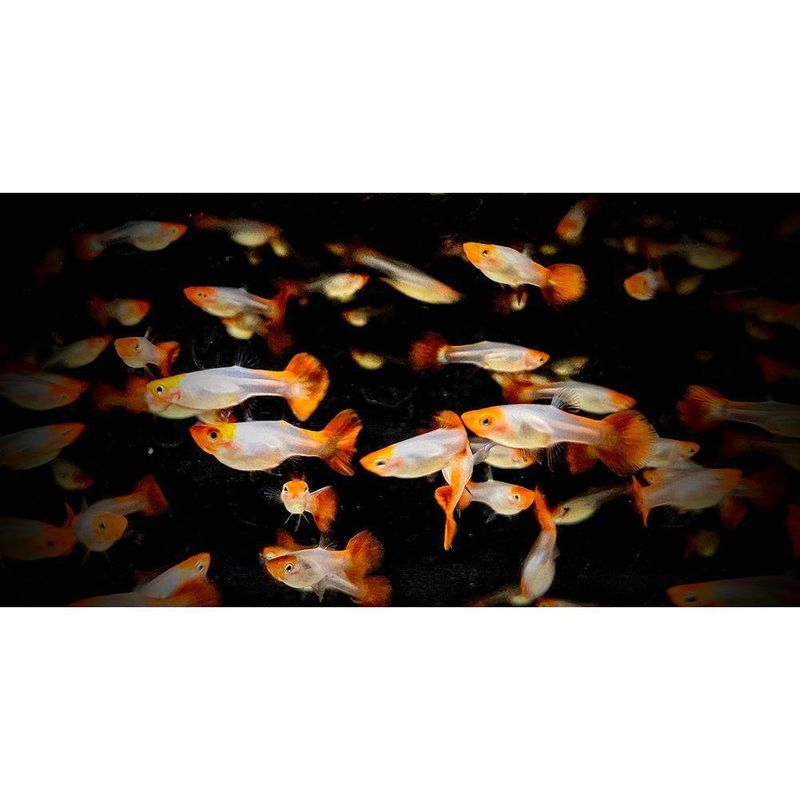 Guppy Golden Koi Hunner 3-4,5cm