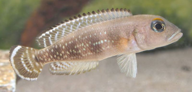 Neolamprologus meeli