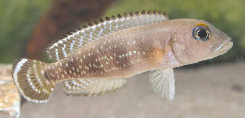Neolamprologus meeli