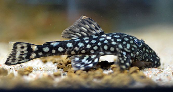Hovedbilde L309 Ancistrus  VF 6-8cm 