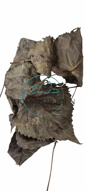 Hovedbilde Poplar leaves 10pk