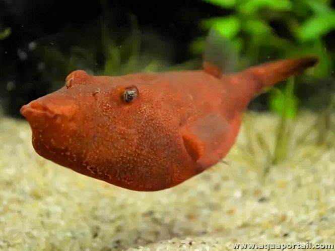 Hovedbilde Tetraodon miurus Rød ( Meget Sjelden)