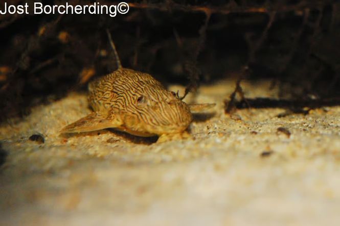Hovedbilde Hemiloricaria sp Jacareacanga F2 6-8cm 