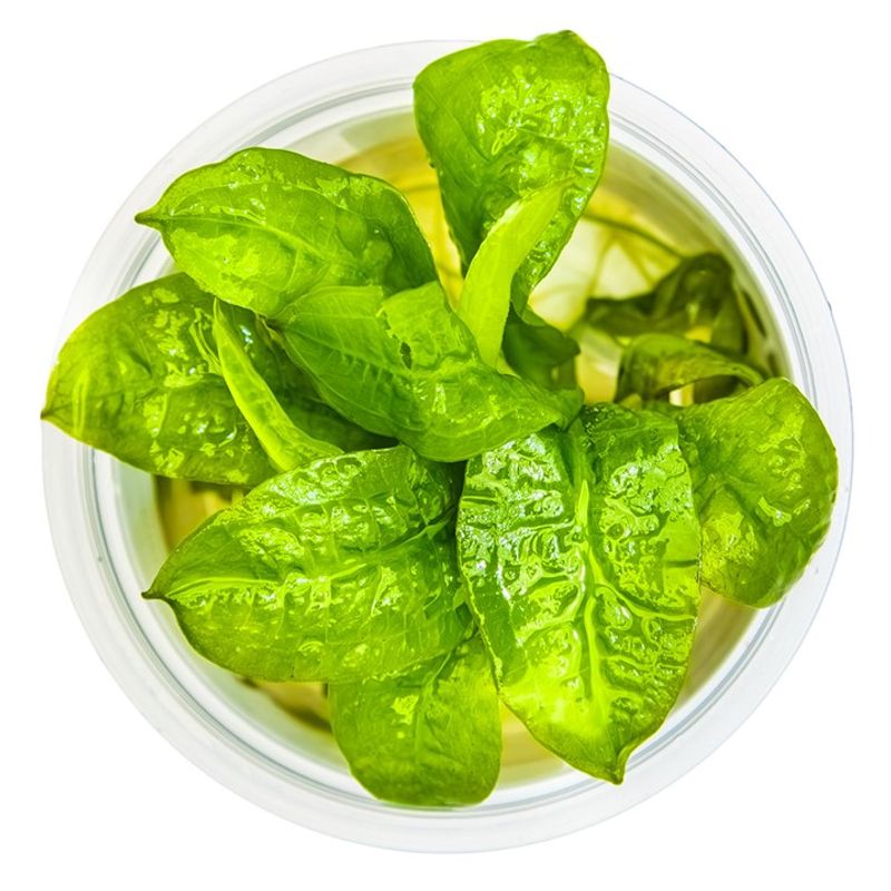 Echinodorus grisebachii 'Tropica' 1-2 Grow Invitro