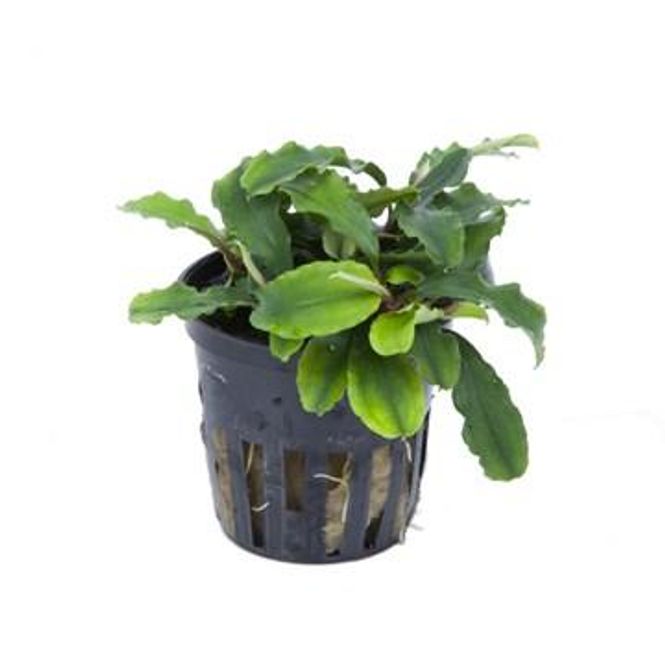 Hovedbilde Bucephalandra 