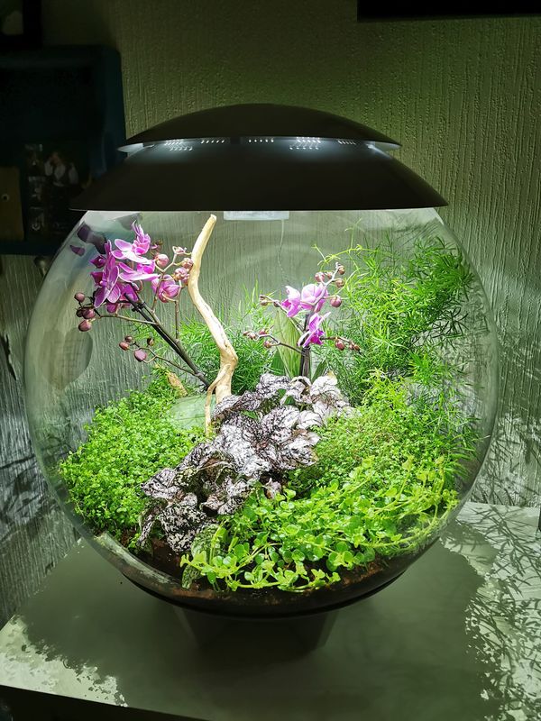 Oase Biorb Air 60 liter hvit 