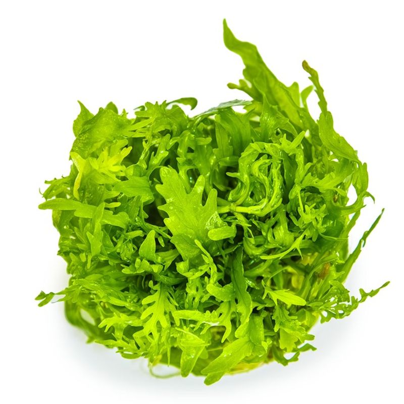 Hygrophila odora 1-2 Grow Invitro