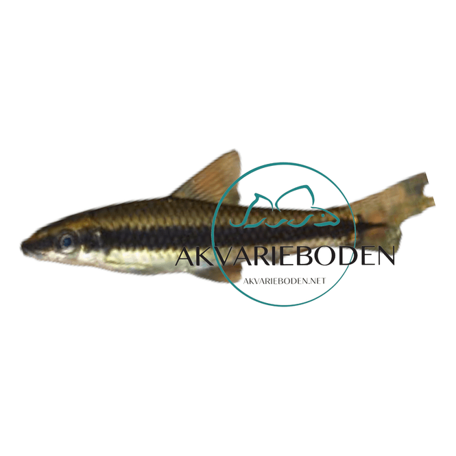 Hovedbilde Flying Fox