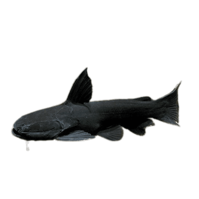 Hovedbilde Trachycorystes trachycorystes  VF