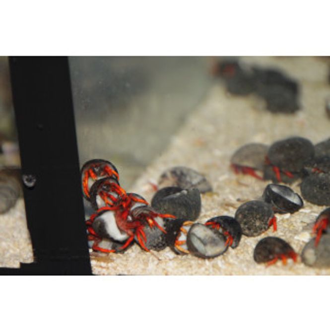 Hovedbilde Clibanarius rutilus
