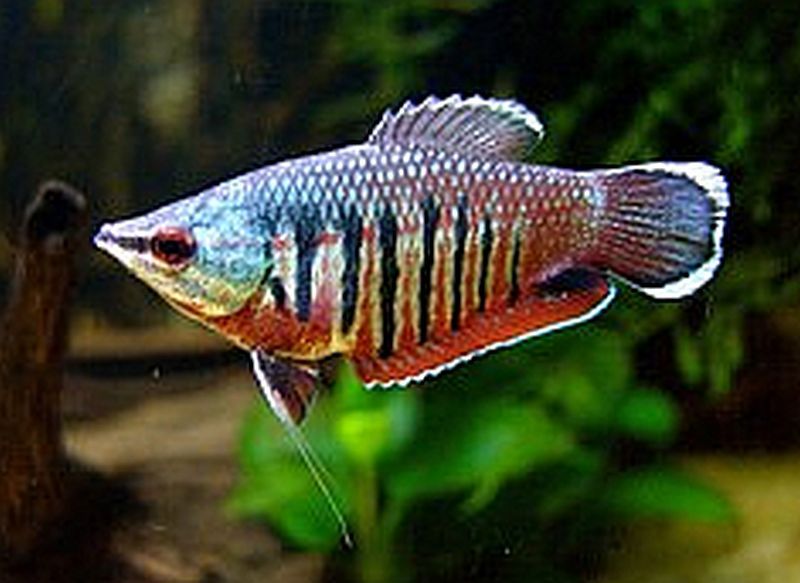 sphaerichthys vaillanti VF