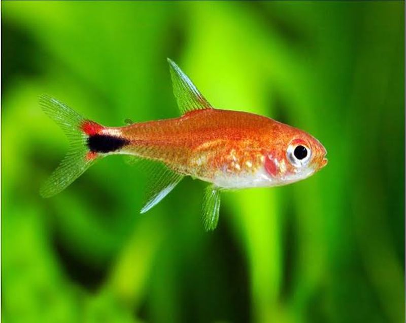 Axelrodia riesei Ruby Tetra 