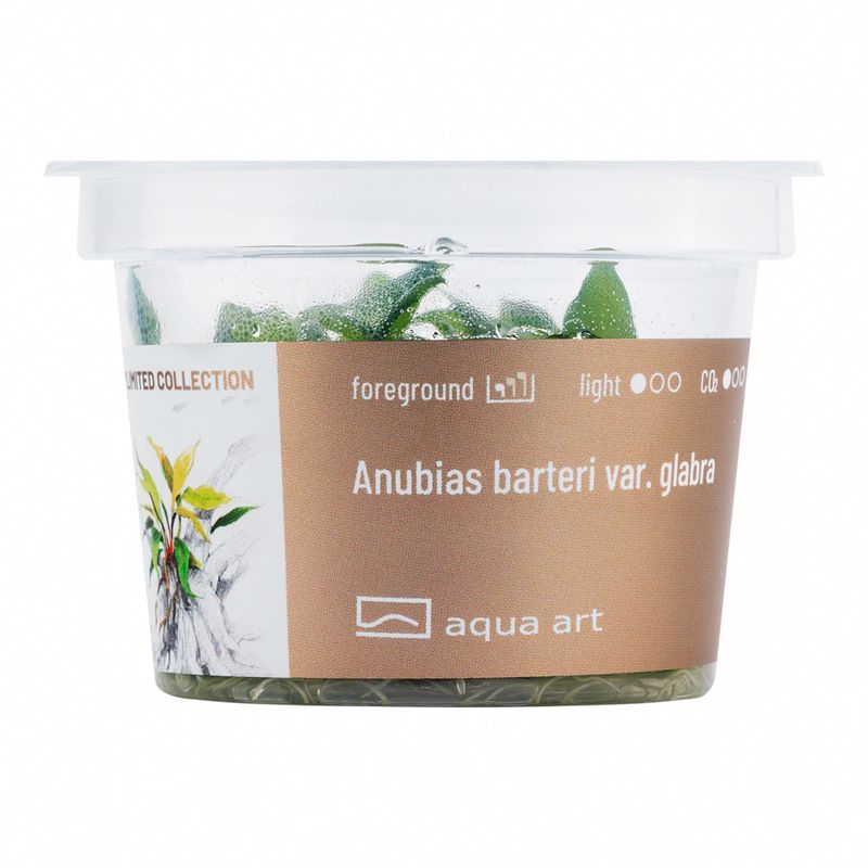 Aqua Art Invitro Anubias barteri var. glabra
