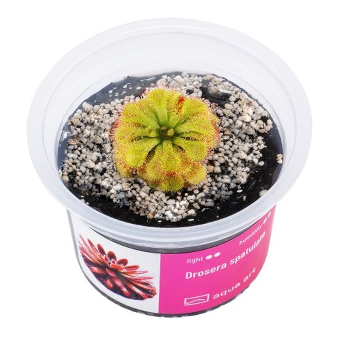 Hovedbilde Aqua-Art Invitro Drosera spatulata