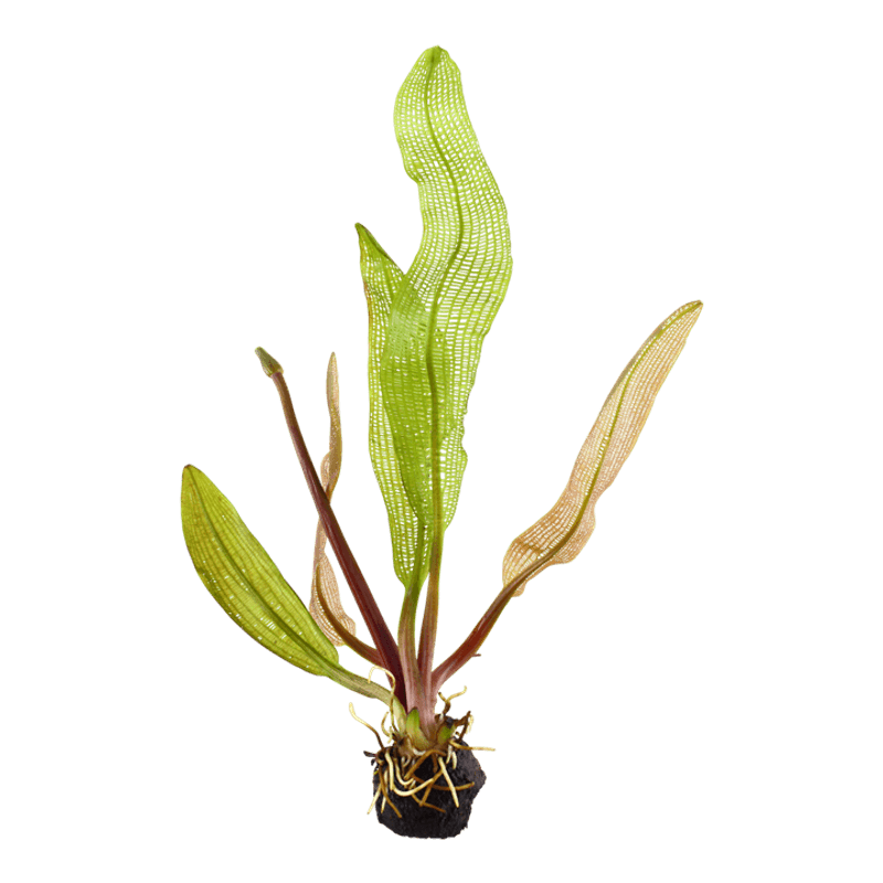 Aponogeton madagascariensis Akvarieplante
