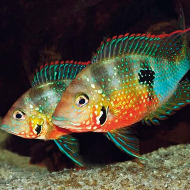 Hovedbilde Thorichthys ellioti 7-8cm