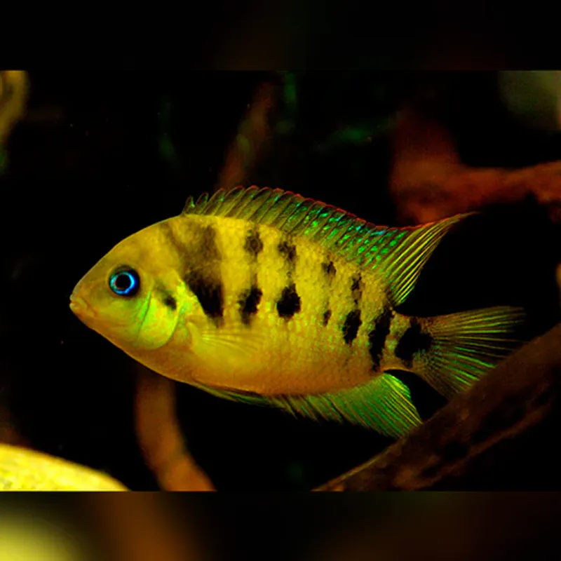 Cryptoheros Nanulatus 