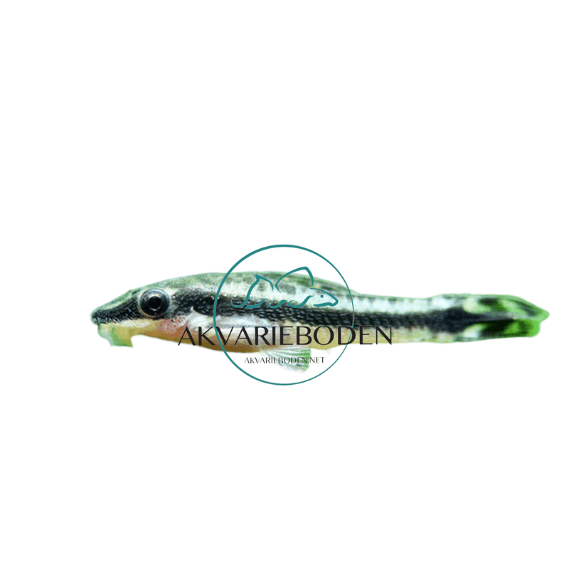  Otocinclus Affinis
