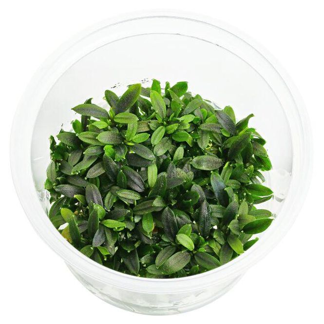 Hovedbilde Bucephalandra sp. 