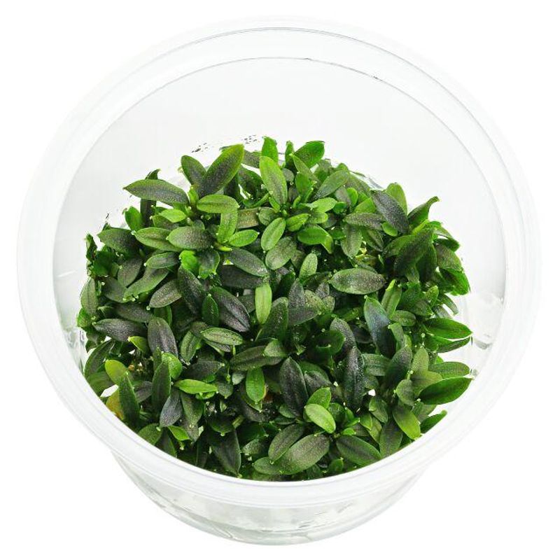Bucephalandra sp. 