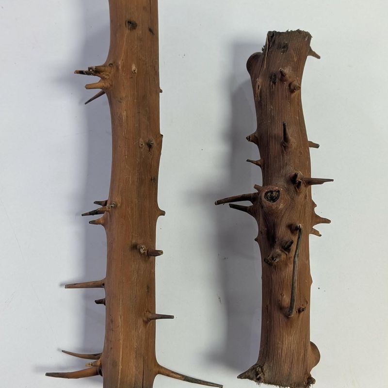 Spiny Branch 20-30cm 