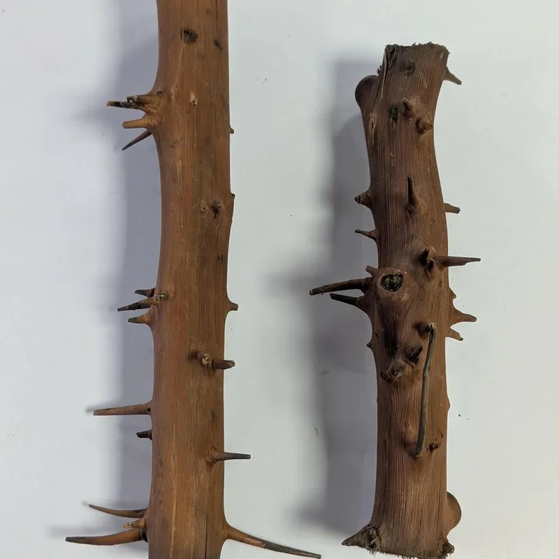 Spiny Branch 20-30cm 