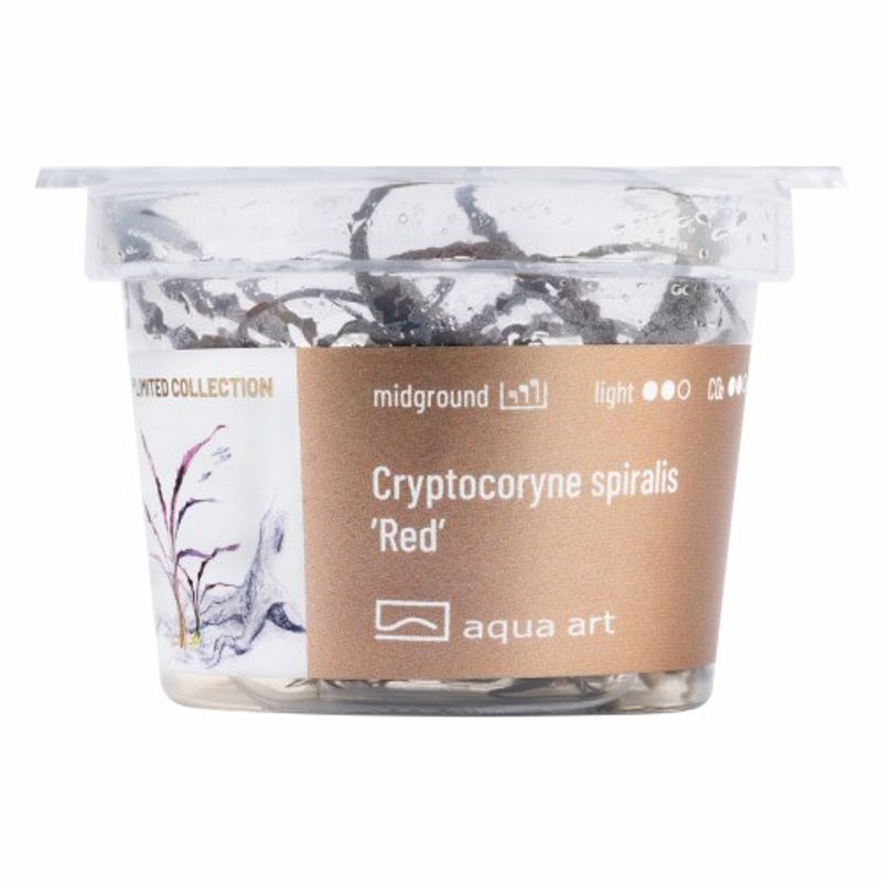 Aqua-Art Invitro Cryptocoryne spiralis 'Red'