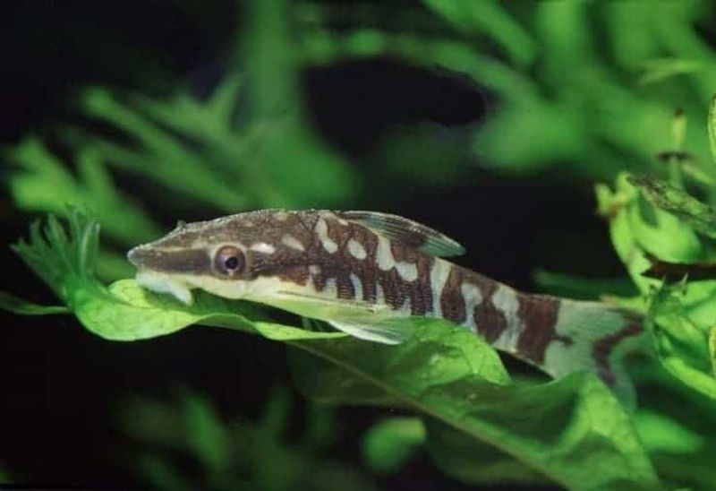 Zebra Otocinclus cocama