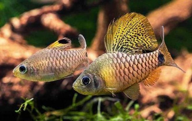 Hovedbilde Oreichthys crenuchoides VF