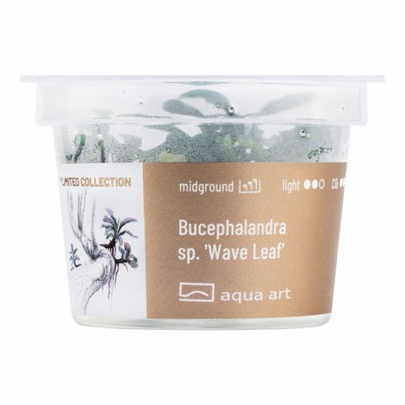 Aqua-Art Invitro Bucephalandra sp. ’Wave leaf’