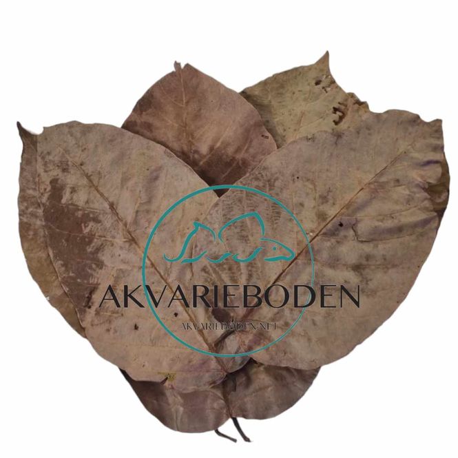 Hovedbilde Shorea Blader 10 pk