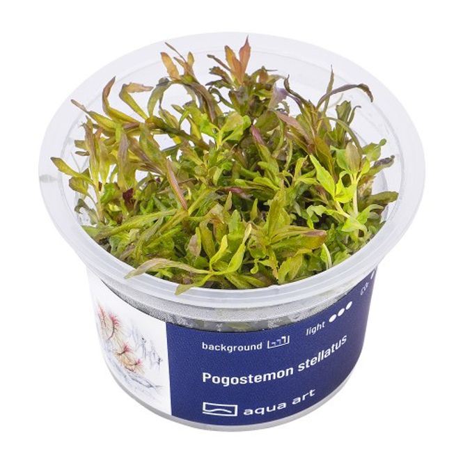 Hovedbilde Aqua-Art Invitro Pogostemon stellatus