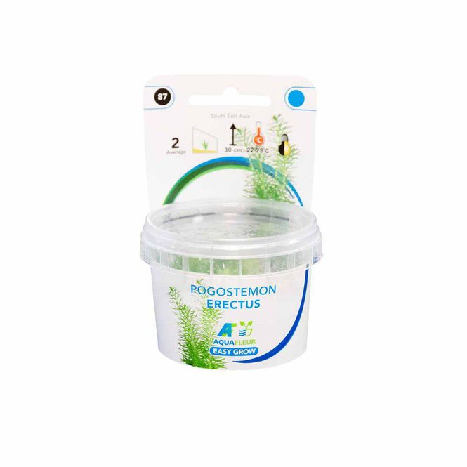 Hovedbilde Easy Grow Pogostemon Erectus Invitro