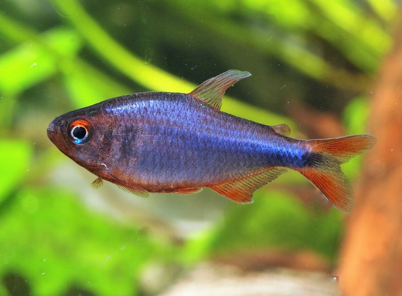 Hyphessobrycon wadai