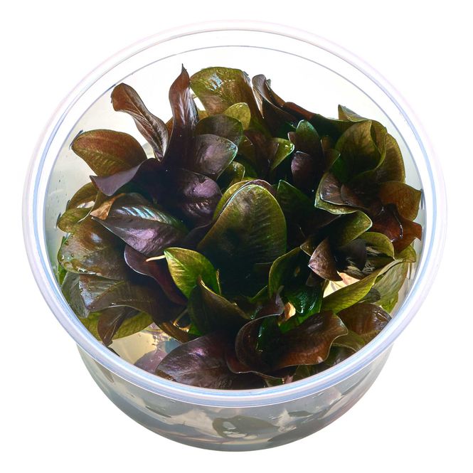 Hovedbilde Echinodorus Reni Invitro