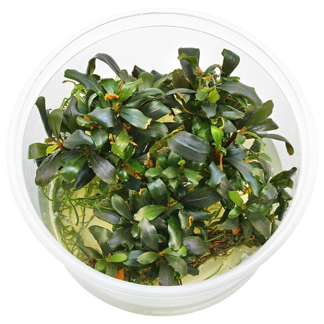 Hovedbilde BUCEPHALANDRA SP. 'LAMANDAU MINI RED' (sjelden)