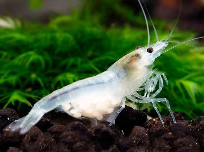 Hovedbilde Neocaridina davidi  Snowball