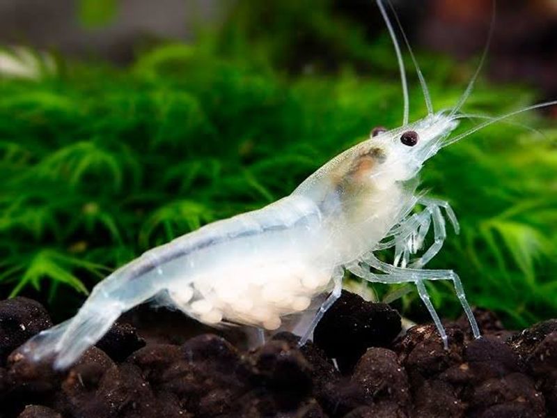 Neocaridina davidi  Snowball