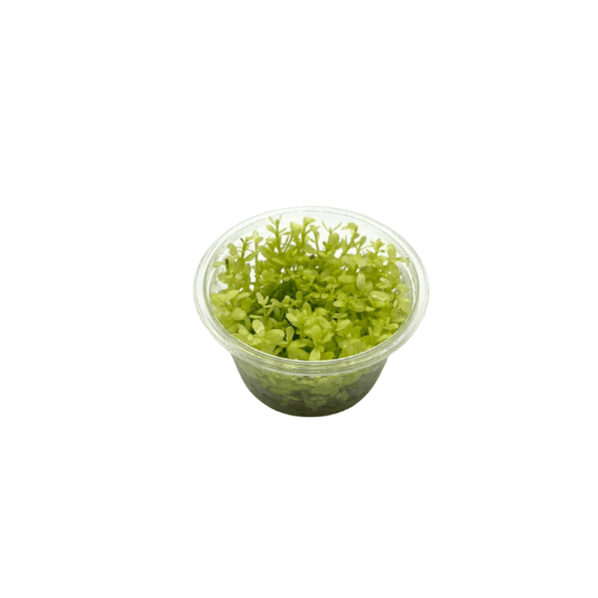 Hovedbilde Bacopa monnieri Compact White (InVitro) Sjelden