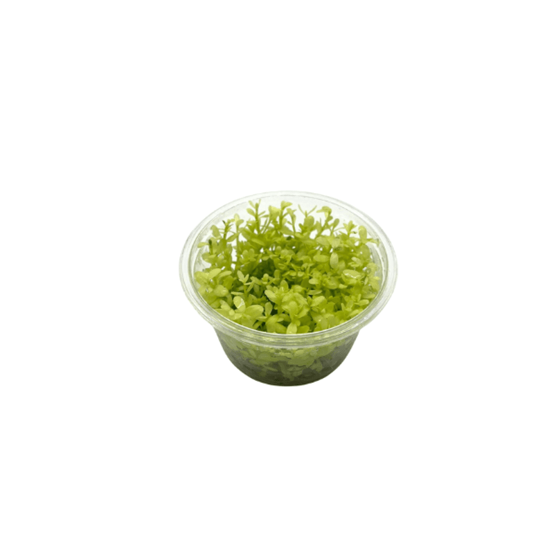 Bacopa monnieri Compact White (InVitro) Sjelden