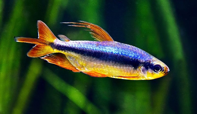 Alestopetersius brichardi Super Rød Kongotetra 