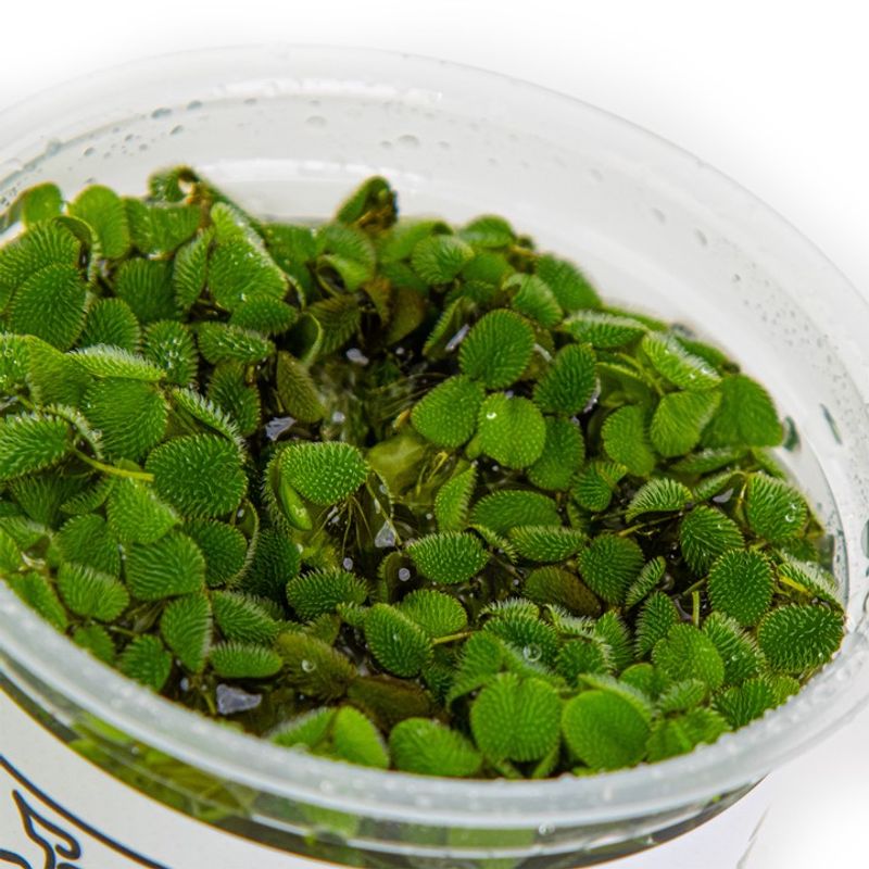 Salvinia auriculata - 1-2 Grow!
