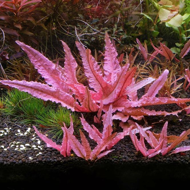 Hovedbilde Cryptocoryne Flamingo Invitro 