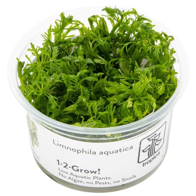 Hovedbilde Limnophila aquatica 1-2 Grow Invitro