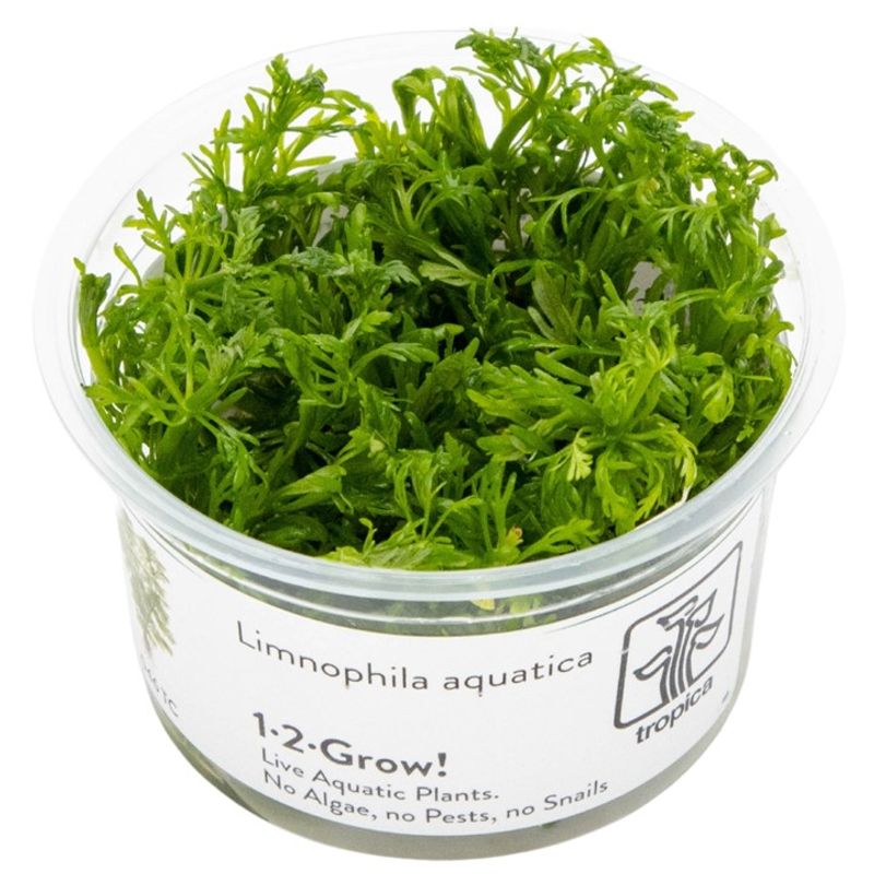 Limnophila aquatica 1-2 Grow Invitro