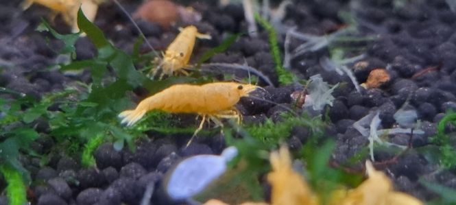 Hovedbilde Caridina Yellow Bolt 