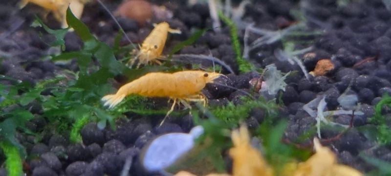 Caridina Yellow Bolt 