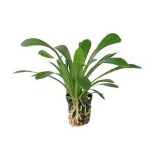 Hovedbilde Sagittaria Platyphylla